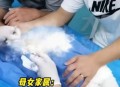 一女童被大型犬咬伤,前几日，上海一大型犬咬了日本女子，有人说被咬伤的日本女人会得到巨额赔偿，你怎么看？