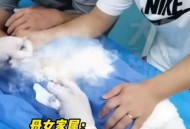 一女童被大型犬咬伤,前几日，上海一大型犬咬了日本女子，有人说被咬伤的日本女人会得到巨额赔偿，你怎么看？