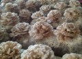 菌中之王每公斤18,白参菌种植亩产多少公斤？