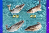 离家一年活鱼变鱼刺,离家一年活鱼变鱼刺怎么办