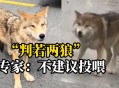 动物遭无人机射杀,佛系动物不爱现,无人机能否高效找到藏身树林中考拉? 动物遭无人机射杀,佛系动物不爱现,无人机能否高效找到藏身树林中考拉?