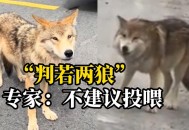 动物遭无人机射杀,佛系动物不爱现，无人机能否高效找到藏身树林中考拉？