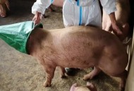 抓猪大赛抓22头猪,厦门的风俗习惯？