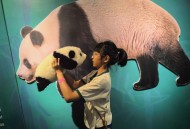 日动物园人扮大熊猫,天津动物园的熊猫叫什么名字？