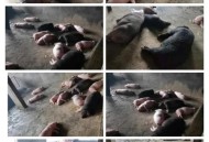 食品公司现大量死猪,食品安全法一头死猪能判刑吗？