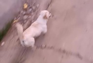 走失小狗等主人8小时,我家狗狗失踪了一天，突然跑回来。但是它却不认人了，我该怎么办？