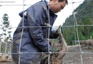 养鸵鸟仔3年长2米高,养鸵鸟仔3年长2米高正常吗