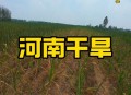 河南遭40年难遇干旱,河南三年大旱原因？