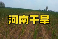 河南遭40年难遇干旱,河南三年大旱原因？