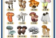 31名娃肉毒杆菌中毒,预防肉毒梭菌食物中毒的措施有哪些？