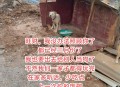 点拼好饭被骂狗饭,