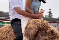骆驼受惊将母子摔下,骆驼受惊将母子摔下驼背 军医施救