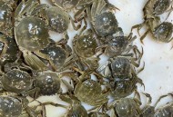 在餐厅点到有毒螃蟹,路上捡的螃蟹有毒吗？