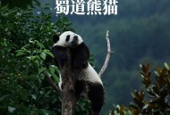 山西出现熊猫鸭,山西哪里可以看大熊猫？