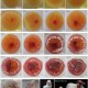 3箱活珠子孵出小鸡,活珠子怎么孵化？