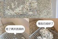 猫在超市米中排泄,猫在超市米中排泄粪便