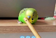 鹦鹉开饮水器喝水,虎皮鹦鹉不会用鸟用饮水器吗﹖为什么我的鹦鹉不喝水啊﹖？