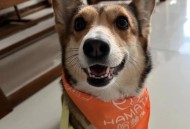 狗身挂几百元求收养,有的有钱人能收养几百狗，为啥不利用这些钱去支援贫困儿童？