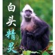 白头叶猴50米速降,金丝猴和白头叶猴谁级别高？