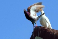 南京放飞3千羽和平鸽,南京放飞3千羽和平鸽是真的吗