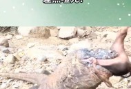泰国弃婴遭巨蜥啃食,泰国为什么不捕杀蜥蜴？