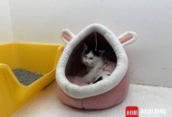 医生持弓箭射流浪猫,我捡到一只流浪猫，我昨天带它去看医生了，治好要5000多，可是我没这么多钱，该怎么办？