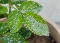 内蒙古满天飞虫,内蒙古满天飞虫原因