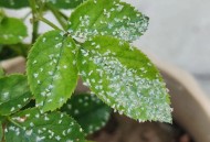 内蒙古满天飞虫,内蒙古满天飞虫原因