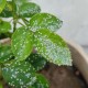 内蒙古满天飞虫,内蒙古满天飞虫原因