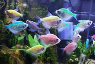 裙内查获229条活鱼,彩裙鱼肚子上有红血块是怎么回事？