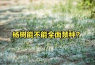 农户杨树被禁止砍伐,法律规定农村杨树必须要砍伐吗？