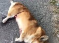 被柯基关车外20分钟,上班把柯基关笼子里行吗？