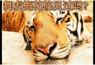 女子雪夜遇东北虎,女子雪夜遇东北虎视频