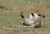 山西一花豹爬进院子,山西哪里有豹子？