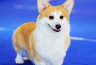 非洲狮腿短被叫柯基,为什么会有人觉得战斗力最强的狗是柯基？它可以杀死狮子吗？