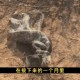 老人被巨蟒吞食而亡,老人都说蛇有冰片，蛇在什么环境才可以吐出冰片？