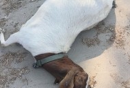 1000多只羊堵在路上,1000多只羊堵在路上怎么办 1000多只羊堵在路上,1000多只羊堵在路上怎么办