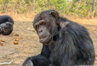 网红黑猩猩正在戒烟,叙述HBV的传播途径及致病性？