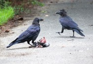 山西惊现乌鸦满天飞,农村乌鸦满天飞是什么现象? 山西惊现乌鸦满天飞,农村乌鸦满天飞是什么现象?