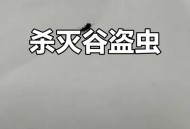坠谷生还后被烧死 ,谷盗虫怎么彻底消灭？