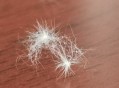 内蒙古满天飞虫,太原满天飞虫是怎么回事？