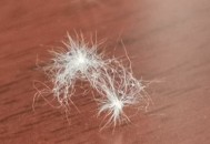 内蒙古满天飞虫,太原满天飞虫是怎么回事？
