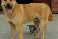 误把东北虎当大黄狗,老虎黄怎么调？