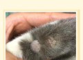 买猫被传染满脸猫藓,买猫被传染满脸猫藓怎么办