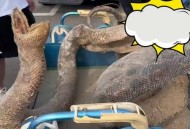 深圳公园现巨型毒蛇,高温炎热，毒蛇出没！7月深圳已有100多人被蛇咬伤, 你怎么看？