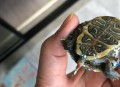 咬破手指写字求救,求助，我家鳄龟被巴西龟咬烂了尾巴，现在成这样了，怎么办，急急急？