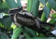 日本允许警察射杀熊,古代日本有熊吗？