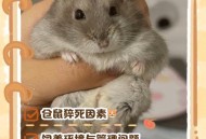 宠物鼠被带上高铁,带仓鼠上高铁被发现了会罚款吗？