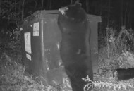 日本野熊袭击致10死,日本熊袭击事件