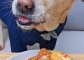点拼好饭被骂狗饭 ,狗狗每次吃完都嗯嗯叫？